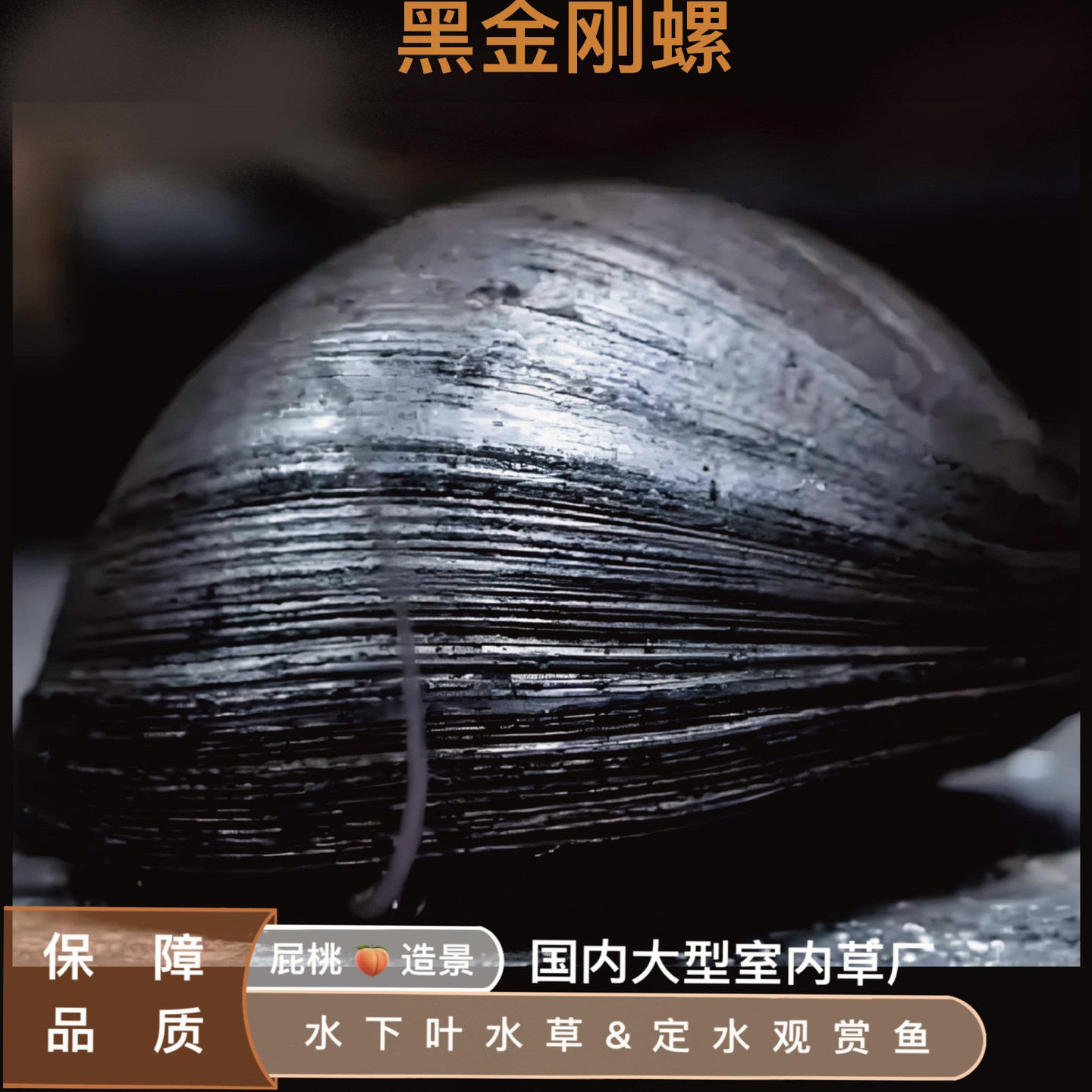 黑金刚螺活体军杀手淡水草缸工具螺