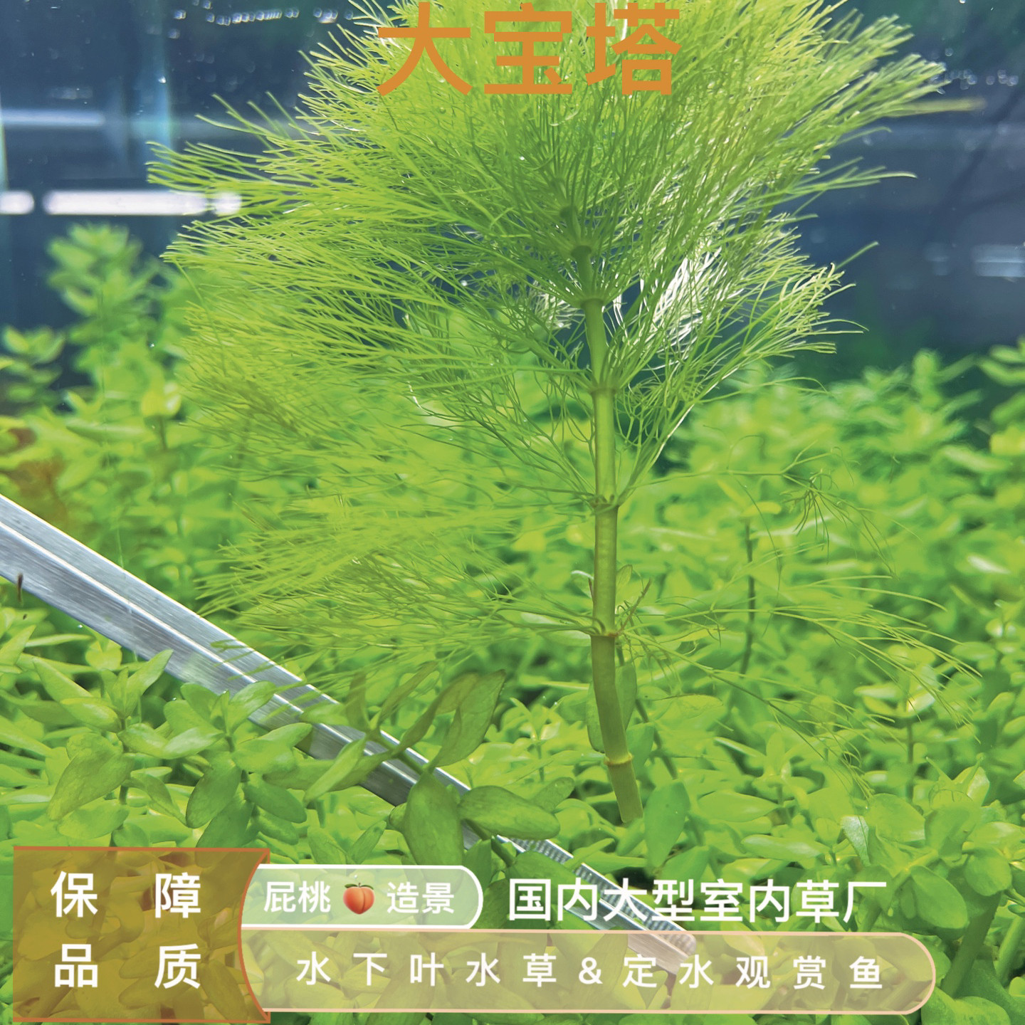 大宝塔真正水下叶一超级易养阴性古法缸繁殖缸草缸推荐速生水草生
