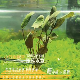 椒草小气泡真正水下叶定制小叶多植株阴性水草缸鱼缸造景爆款 活体