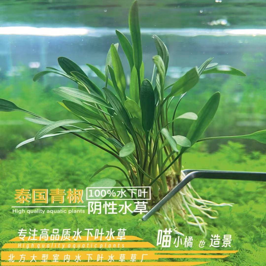 泰国青椒真正水下叶阴性水草鱼缸草缸造景超好养活体新手植物爆款,宠物/宠物食品及用品,水草,淘宝优惠券,粉丝福利购,淘宝优惠卷