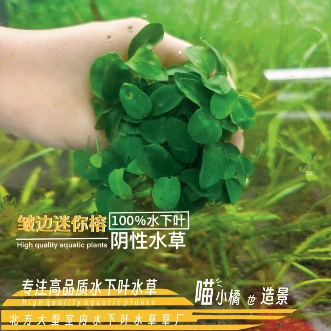 迷你榕水草鱼缸造景水草