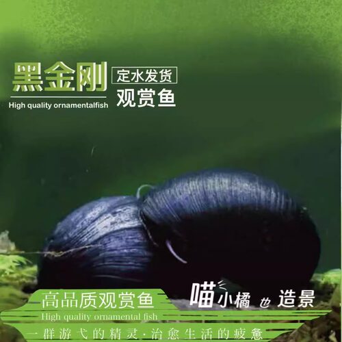 黑金刚螺观赏螺苹果螺彩蛋神秘黄金斑马洋葱清洁除藻工具螺活体螺