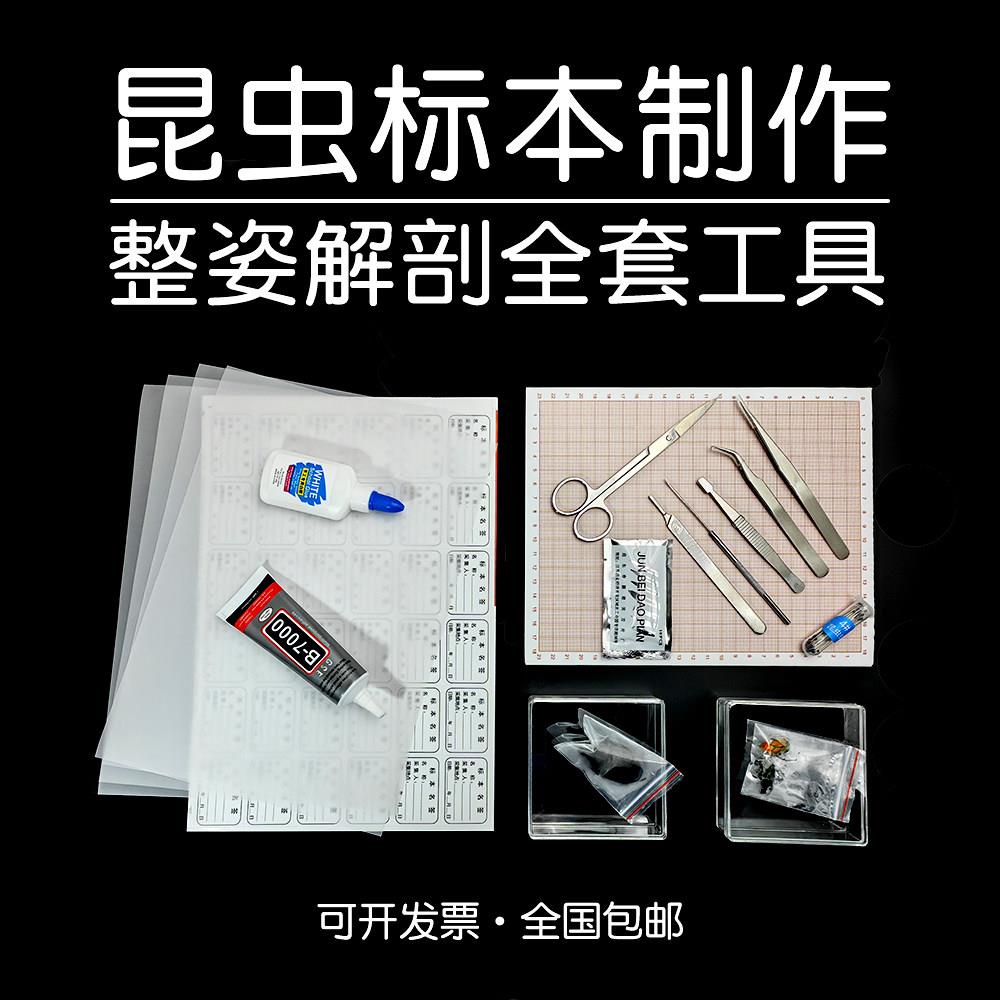 昆虫标本制作工具DIY材料座标整姿板甲虫锹甲解剖刀剪昆虫针定型图片