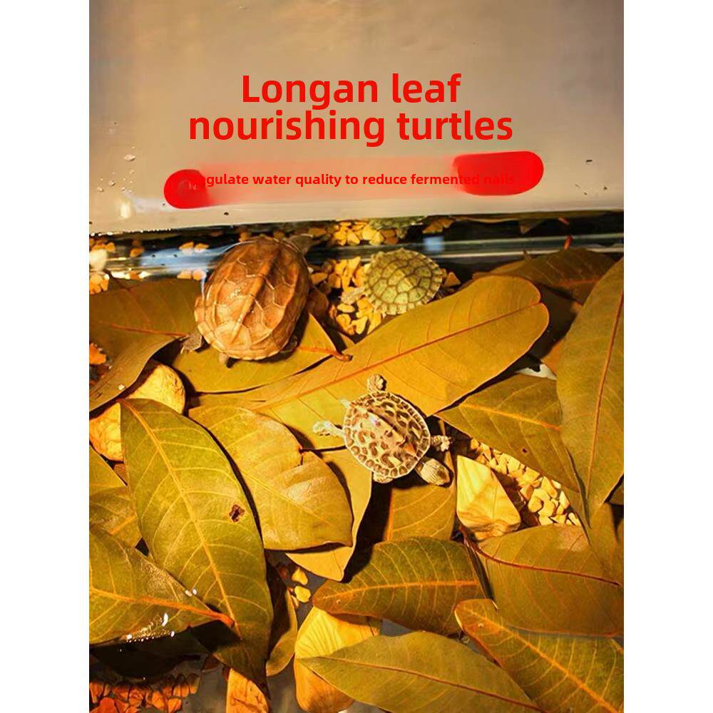 龙眼叶养龟用品预防疾病腐皮彷原生态改善水质乌龟缸造景调节酸碱