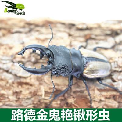 路德金鬼艳锹形虫幼虫鬼艳成虫另有成虫幼虫毛象大兜虫战神长戟
