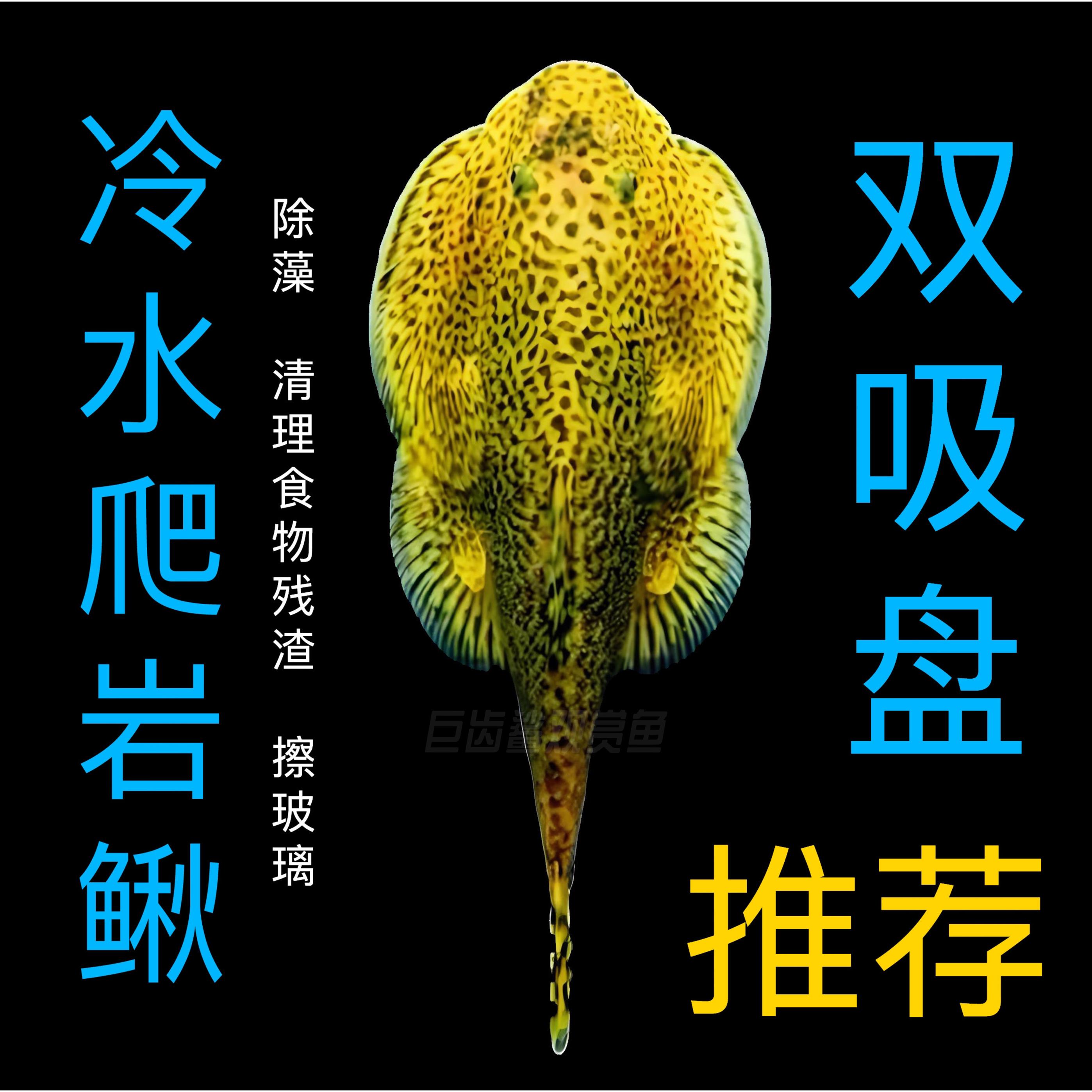 贵州爬岩鳅琵琶鱼双吸盘清道夫鱼不加温冷水鱼鱼缸清洁工除藻鱼