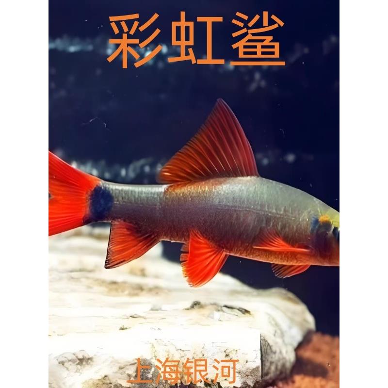 彩虹鲨鱼红尾黑鲨粉红鲨银鲨鱼吃屎鱼工具鱼热带观赏鱼活体淡水鱼
