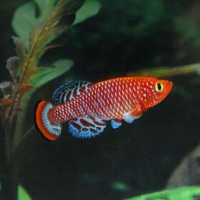 漂亮宝贝鳉漂亮的宝贝鱼贡氏圆尾鳉科鱼热带观赏鱼淡水小型鱼活体
