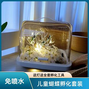 活体蝴蝶蛹可孵化 幼儿园科学观察盒卵毛毛虫无毒绿带翠美碧凤蝶