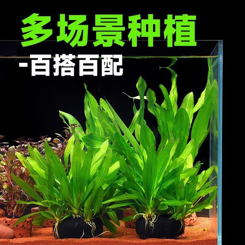 鱼缸造景真水草植物活体淡水有茎类中后景阴性新手懒人好养易成活