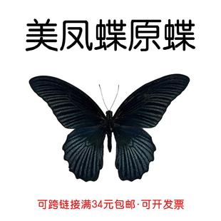 真蝴蝶原蝶美凤蝶未展翅蝴蝶标本制作diy研学手工材料A1/A-品质