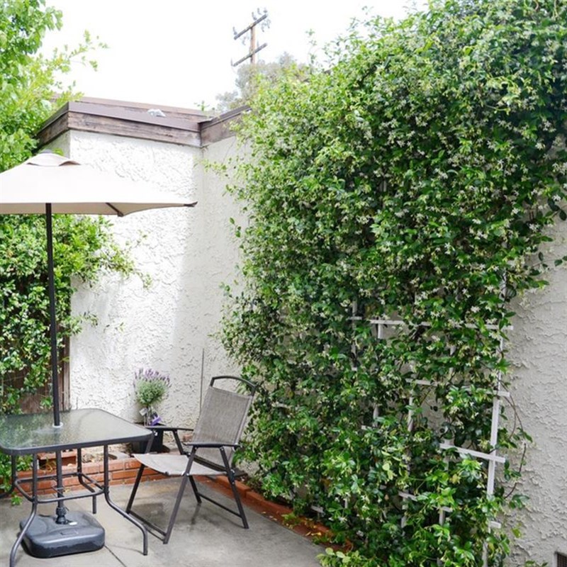 风车茉莉爬藤植物络石藤大苗室外花卉盆栽庭院阳台四季开花藤蔓花