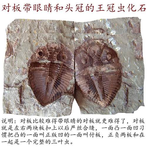 天然对开三叶虫化石摆放石材动物招财复古复古古生物教学标本9999