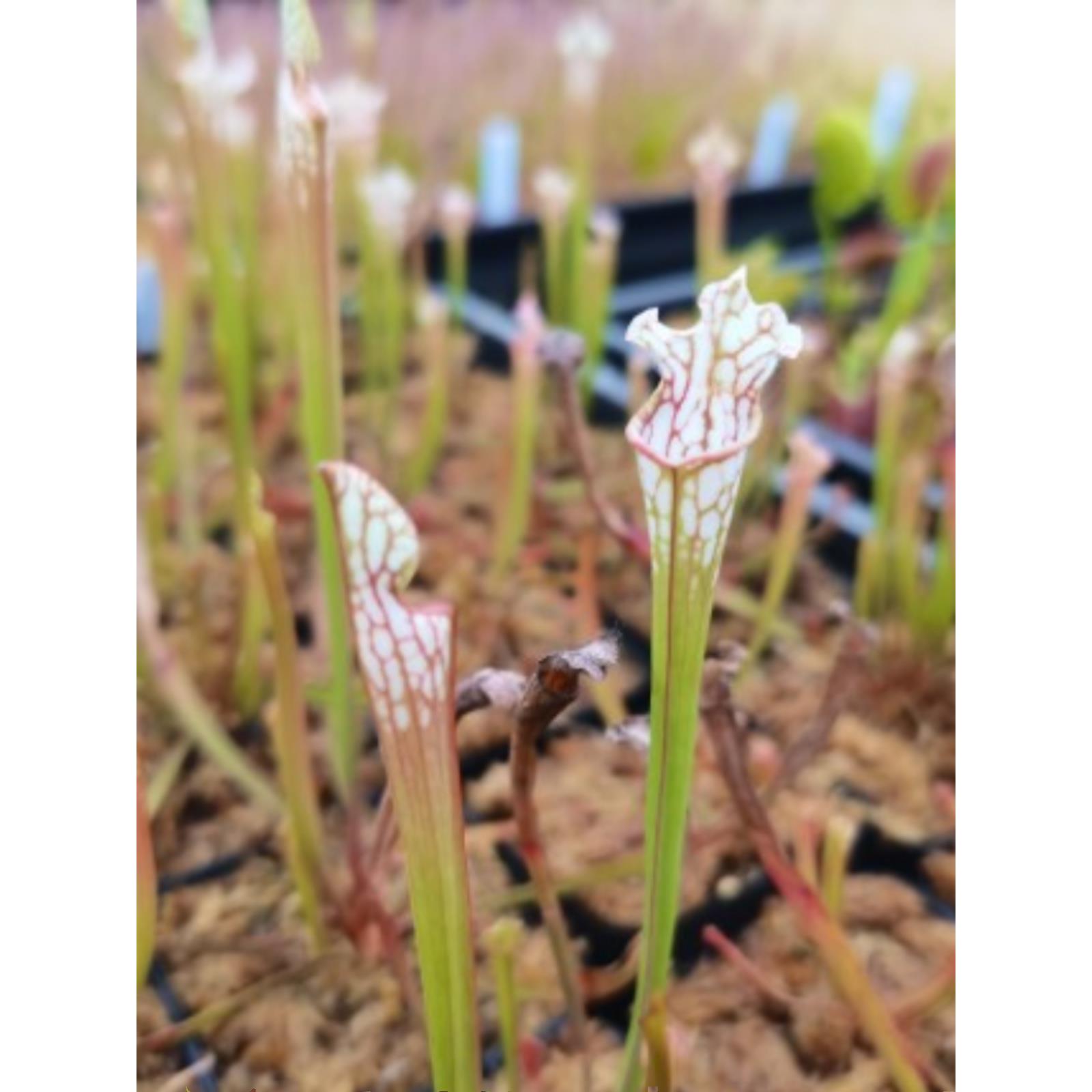 红网纹白瓶 小清新瓶子草 室内 微景观 食虫植物 捕蝇草 猪笼草