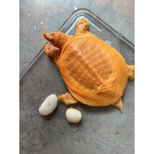 黄金甲鱼白化鳖黄化鳖黄金鳖宠物甲鱼龟宠红眼观赏甲鱼金色甲鱼苗