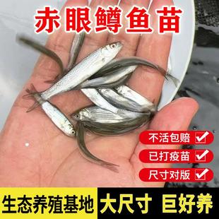 赤眼鳟鱼苗红眼鱼喂乌龟小鱼苗淡水活体鱼塘养殖小泥鳅苗饲料鱼粮