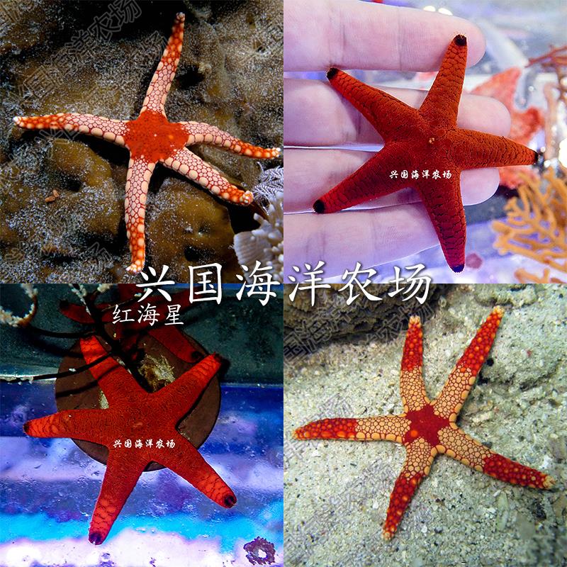 印尼红链珠海星 迷你红海星 活体海水鱼海缸珊瑚缸不翻沙快递包活