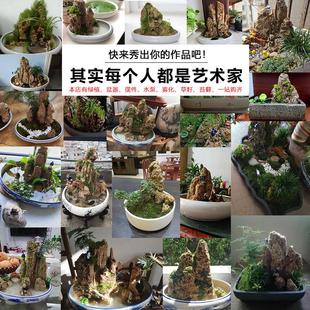 吸水石假山石盆景摆件造景上水石假山盆景原石奇石观赏石微景观