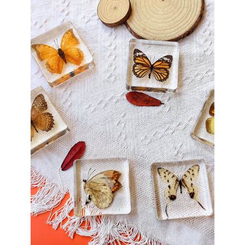 真昆虫真蝴蝶标本琥珀大真昆虫树脂装饰装饰幼儿园科普动物标本