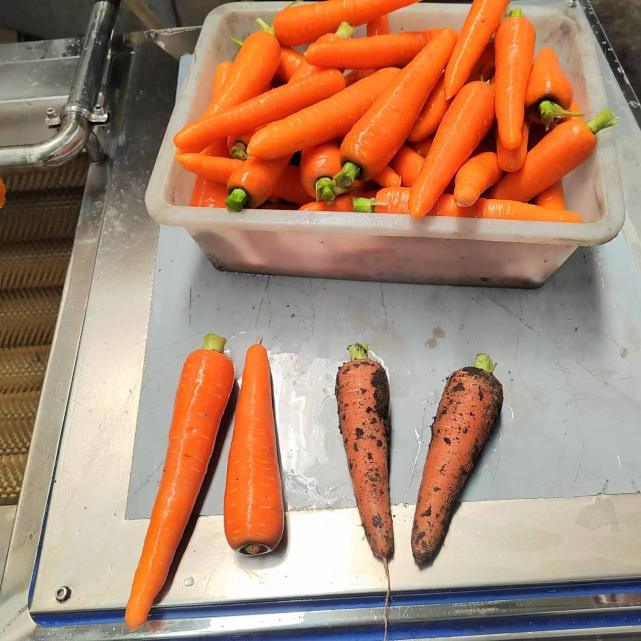 辣菜芥菜生产线中日合资9棍清洗去泥机软毛清洗机免费试机