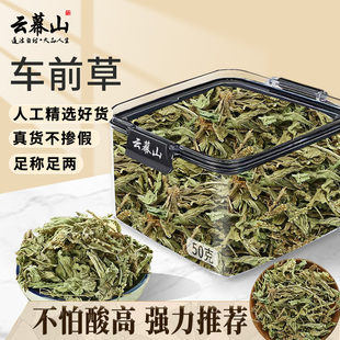 云幕山车前草50g锁鲜盒新货车前草正品新货切段车前草段新鲜干货