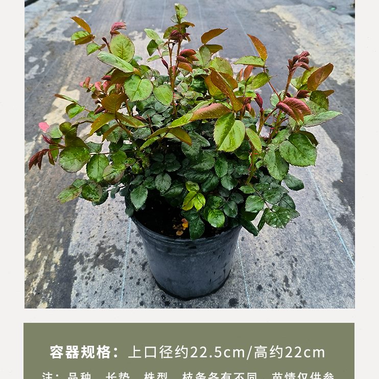 惠惠的花园阳台月季 海蒂克拉姆 欧月玫瑰花四季开花盆栽绿植花卉