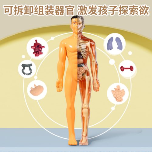 人体骨骼玩具模型器官骨架真医学教具拼装躯体结构内脏科教1