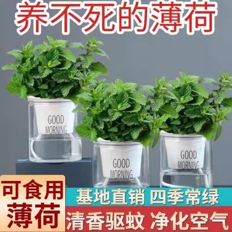 薄荷盆栽可食用新鲜薄荷叶盆栽清凉茶可做冷饮的香草室内好养植物