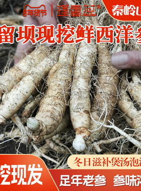 秦岭留坝鲜西洋参现挖新鲜西洋参整根泡酒煲汤花旗参
