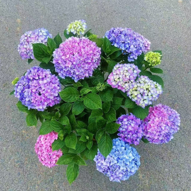 绣球花盆栽无尽夏绣球八仙花苗地栽庭院大苗四季耐寒花卉带花发货