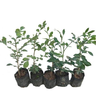 九里香带花苞盆栽七里香花卉开花香植物树苗苗千里香驱蚊