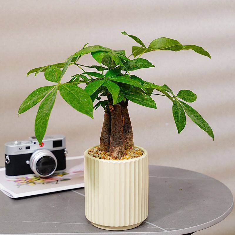 发财树虎皮兰家庭盆栽办公室内桌面小绿植家用花卉四季好养植物