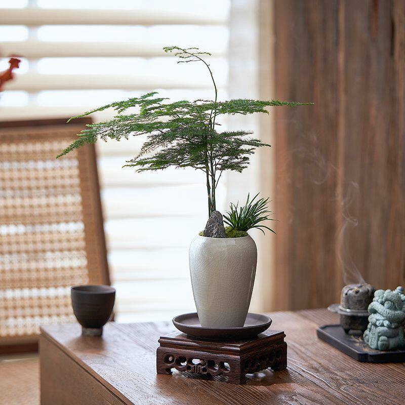 文竹盆栽植物室内客厅茶几小摆件办公室桌面绿植云竹四季常青