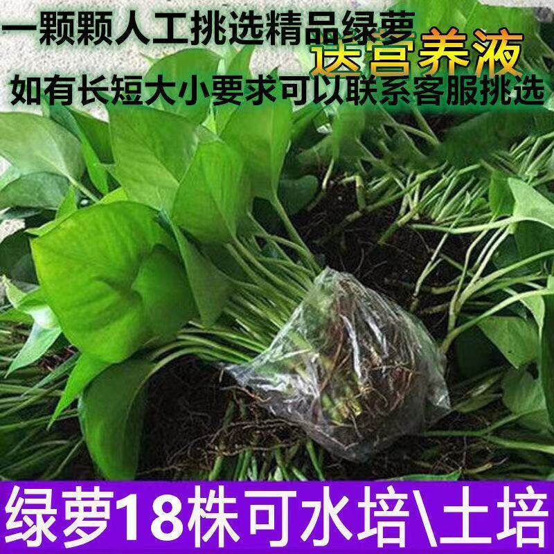 室内水培绿萝苗水培植物花卉四季常绿吸除甲醛净化空气办公室盆栽