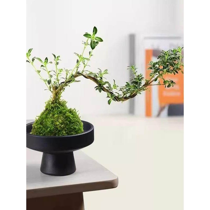 苔藓球花盆米竹水培植物托盘米竹菖蒲盆景蕨类盆微桌面器皿