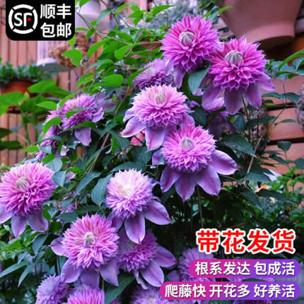 速发铁线莲大苗円藤植物盆栽带花苞乌花邦银币爬空庭院台四季开托