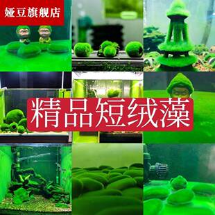 短绒藻长绿种藻藻种藻石球绿绿藻苏虾藻藻绒鱼缸藻绿苔水草藻净化