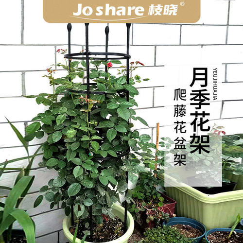 枝晓 直款月季花架 爬藤架三角梅组合花盆支架室外铁艺支撑花架杆