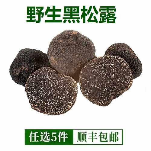 松露新鲜黑松露云南野生新鲜菌菇成熟新鲜白松露块菌猪拱菌