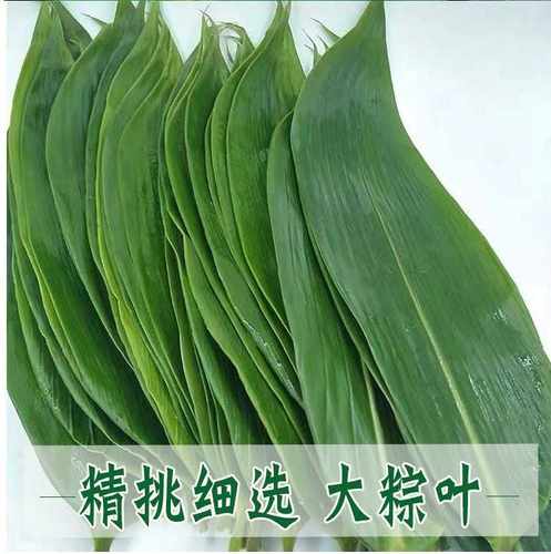 粽子叶粽叶免邮新鲜大号新叶宽棕叶干包粽子的叶子大粽叶鲜箬叶