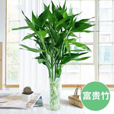 富贵竹水培植物盆栽花卉绿植室内花客厅水养绿萝大叶竹节节高