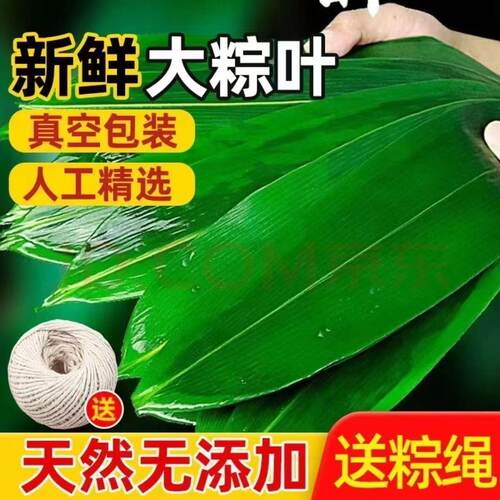 端午粽叶新鲜粽子叶大号精选包粽