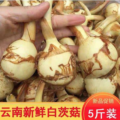 云南新鲜白慈姑茨菰茨菇白马蹄鲜慈姑5斤粉糯荸荠新鲜蔬菜包邮