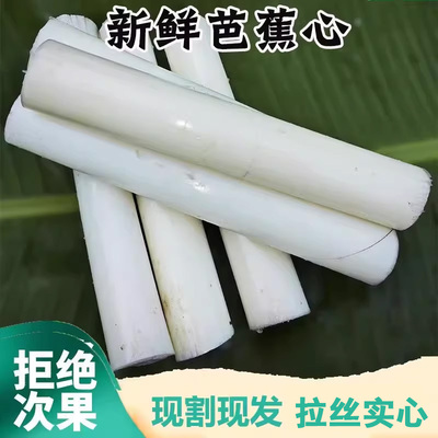 现摘新鲜野外芭蕉心拉丝直播实心天然芭蕉杆可食用芭蕉芯吃播同款