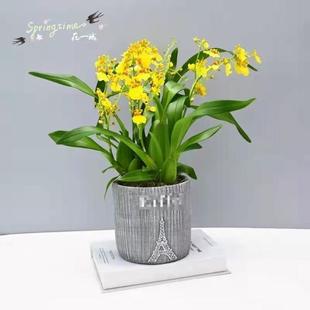 小香兰兰花带花苞四季香兰盆景文香兰夜香兰跳舞兰鲜花盆栽好养活