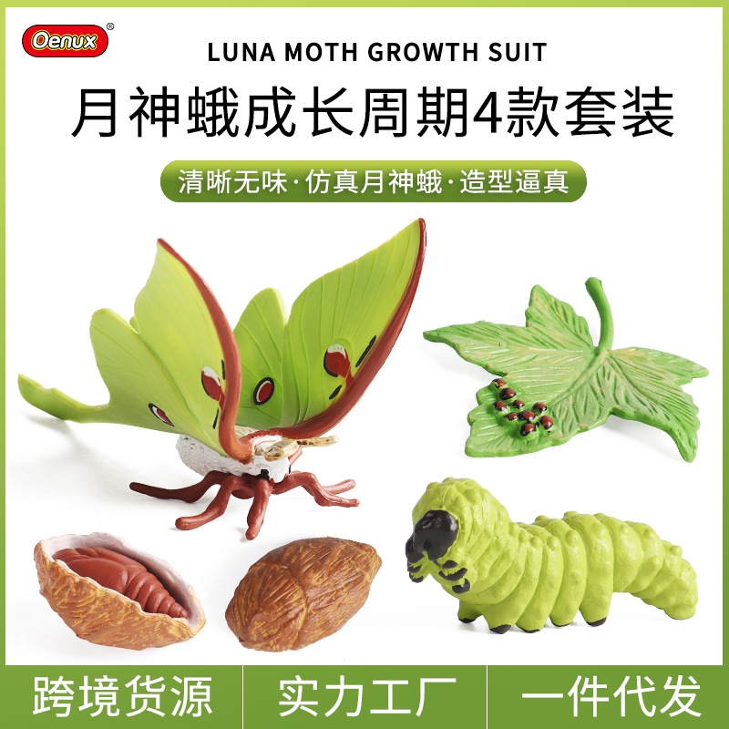仿真昆虫动物成长周期模型蛾玩具蛾蛾扑棱绿仙女形月月大尾蚕蛾神