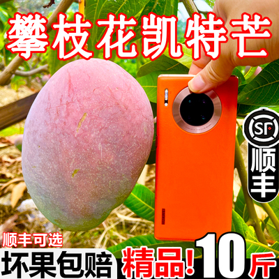 正宗【四川攀枝花凯特芒】