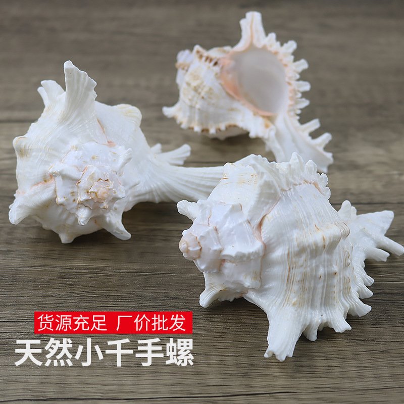 水族货源8-12CM天然千手螺鱼造景缸听大海的声音贝壳海螺 一斤