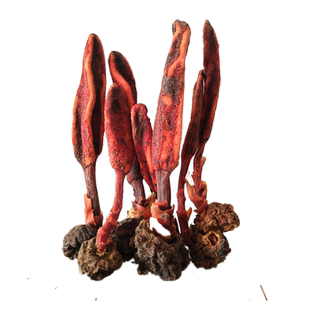 包邮 云南深山回春草100g 回心草蟛蜞菊草苁蓉顶天柱不老草男滋补