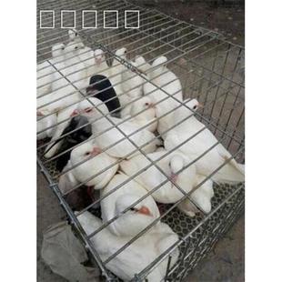 鴿子籠特大號(hào)陽(yáng)臺(tái)鴿籠養(yǎng)殖籠鴿子籠子鴿子配對(duì)籠鴿子運(yùn)輸籠子 包郵
